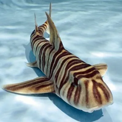 Zebra Horn Shark at SEA LIFE