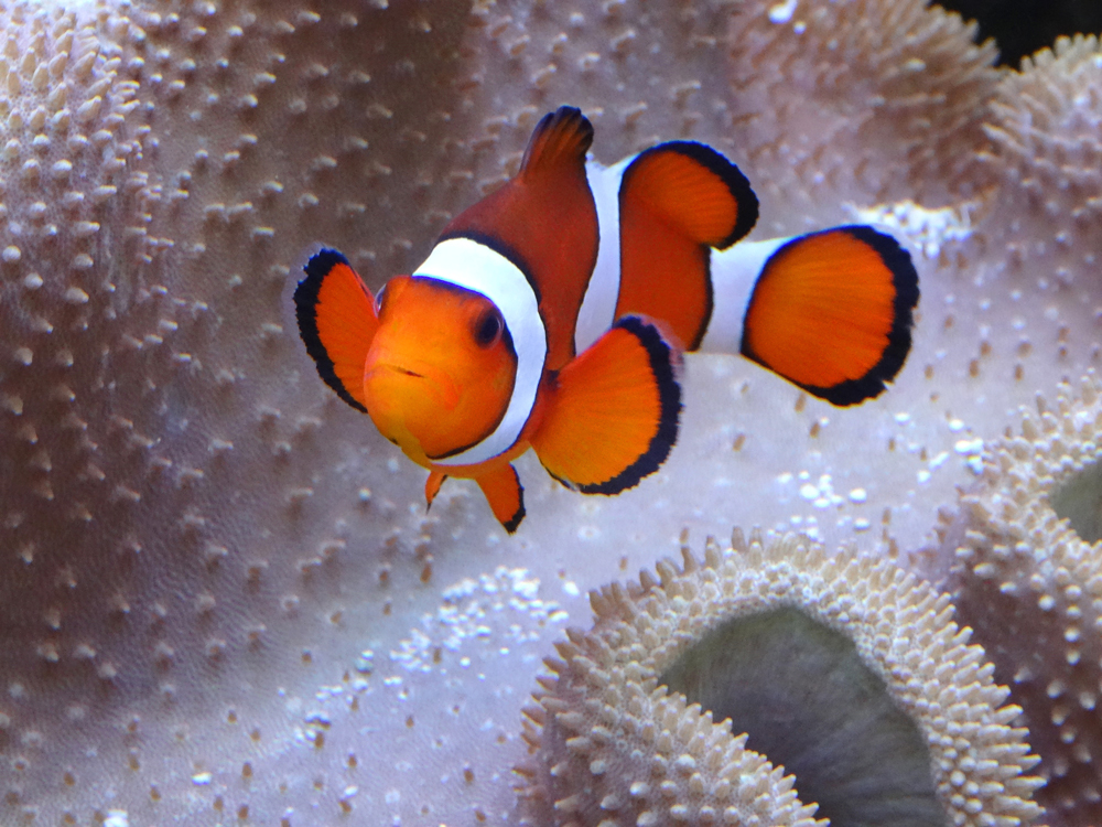 Clownfish Swimming By An Anemone