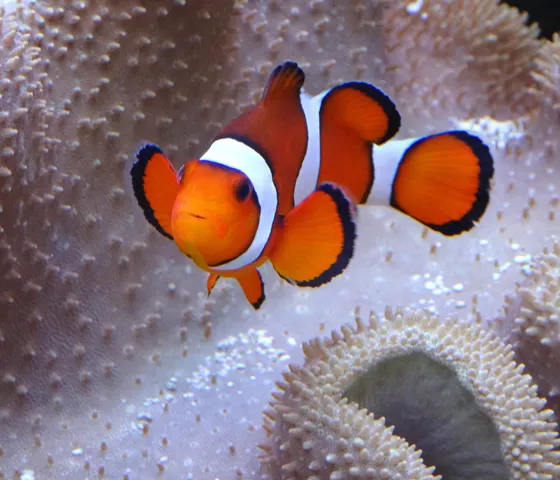 Clownfish Swimming By An Anemone