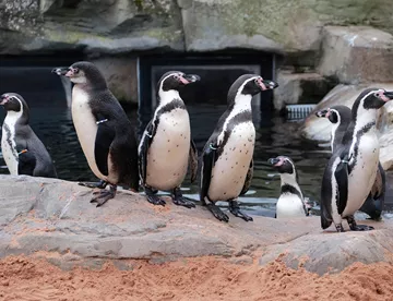 Group of Humboldt Penguins on Penguin Island at SEA LIFE Scarborough