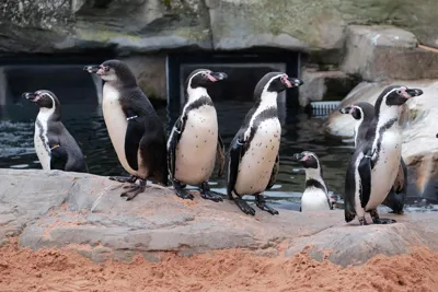 Group of Humboldt Penguins on Penguin Island at SEA LIFE Scarborough