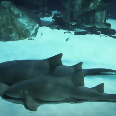 Nurse Shark 2