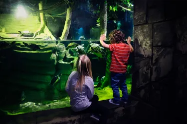 Children At Turtle Tank