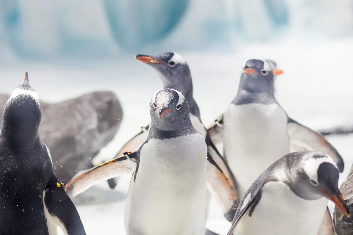 Gentoo Penguins