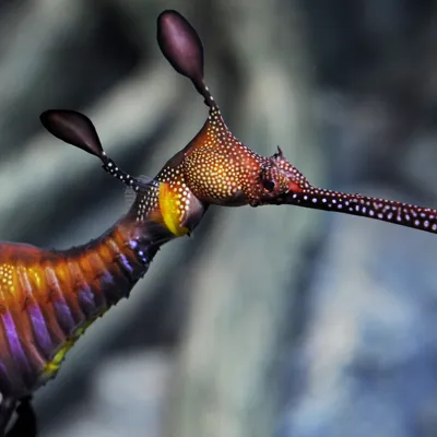 Weedy Seadragon