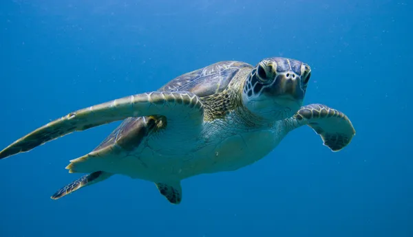 Green Sea Turtle