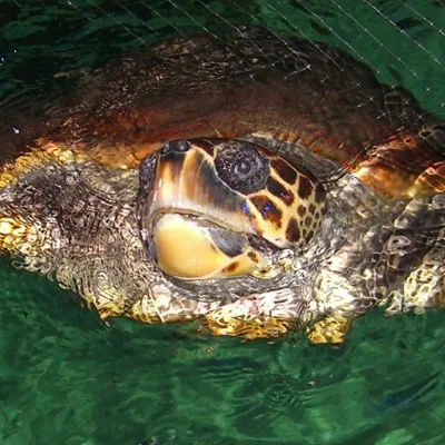 Antiopi Turtle