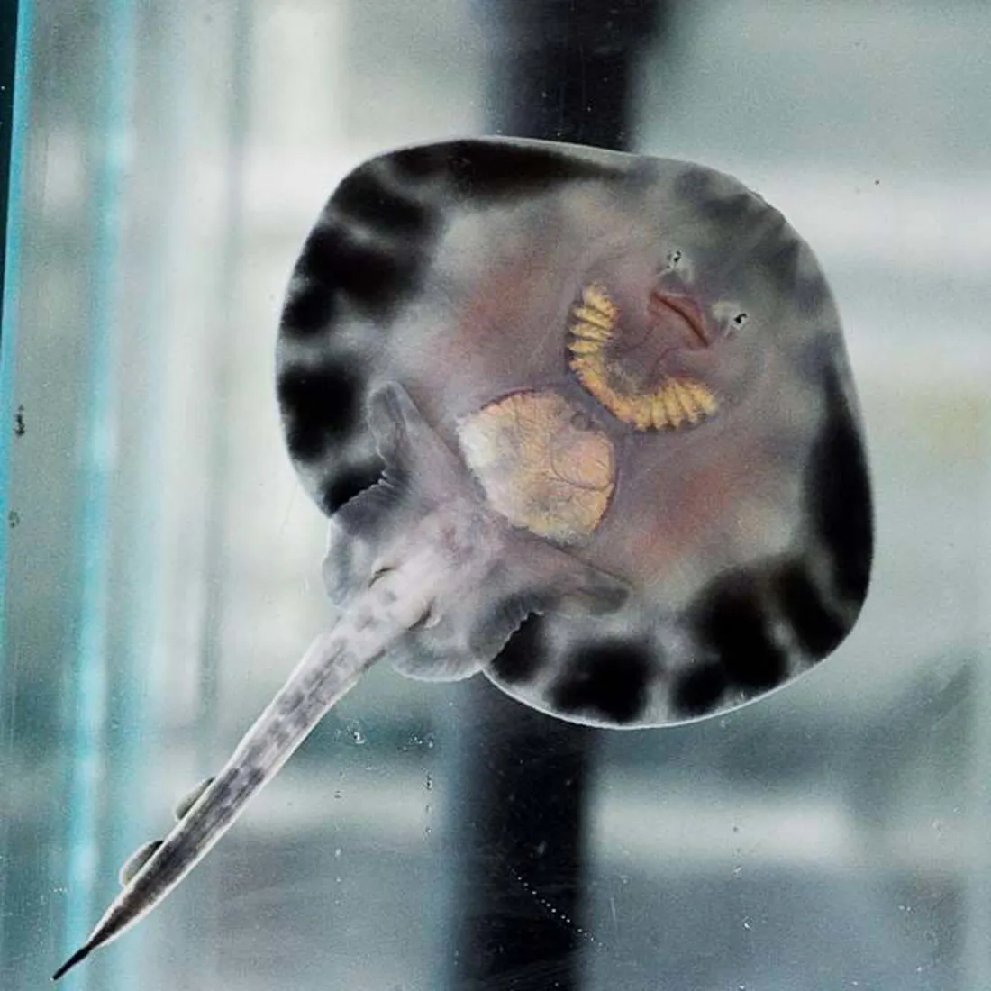 Meet Stingrays | SEA LIFE Scarborough Aquarium