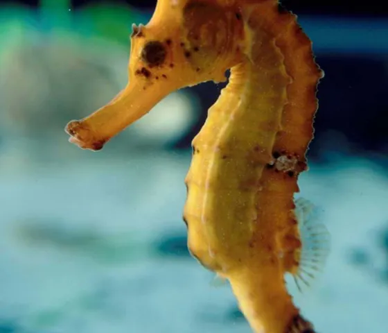Brazilian Orange Seahorse