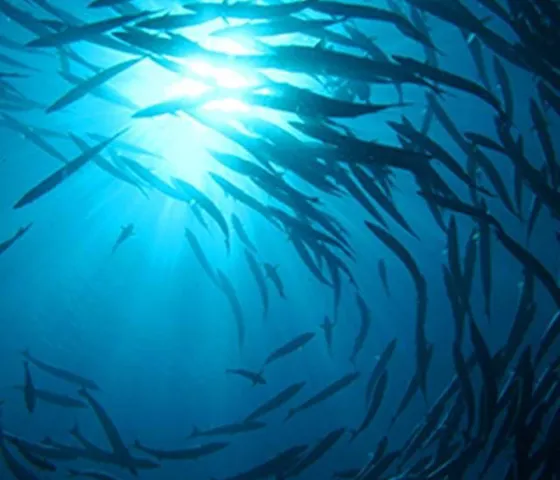 Fish swarm