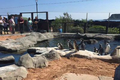 Penguin Island at SEA LIFE Scarborough