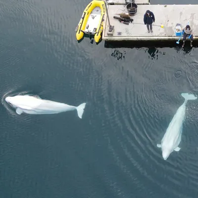 Belugas