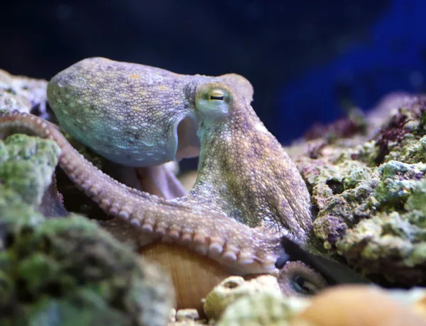Octopus Vulgaris