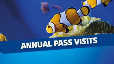 Annual Pass Pre Book