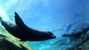 Seal
