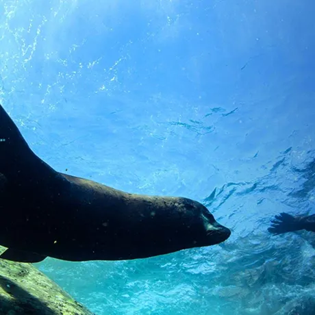 Seal
