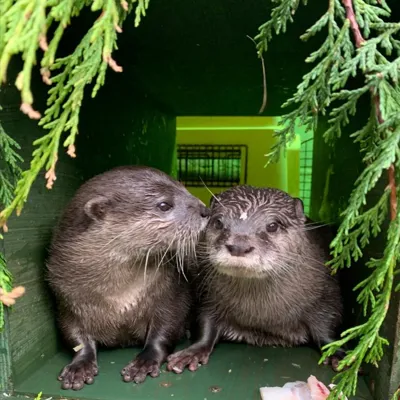 Pumpkin and Harris Asian Short Clawed Otters at SEA LIFE Scarborough
