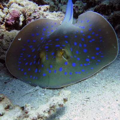 Blue Spot Stingray