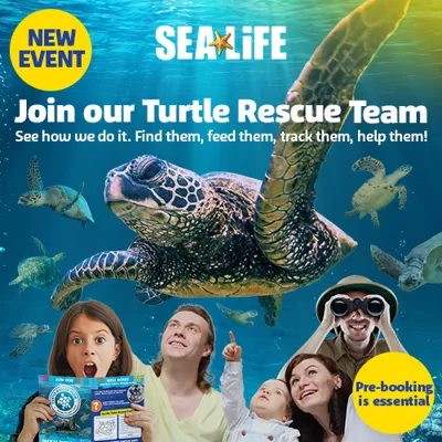 SEALIFE TURTLES SOCIAL BANNERS ARTWORK 500X500