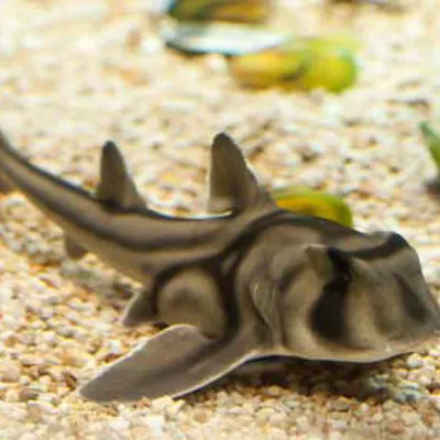 Port Jackson Shark