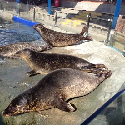 Basking Common Seals at SEA LIFE Scarborough