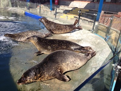 Basking Common Seals at SEA LIFE Scarborough