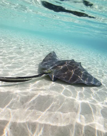 Meet Stingrays | SEA LIFE Scarborough Aquarium