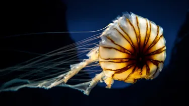 Jellyfish