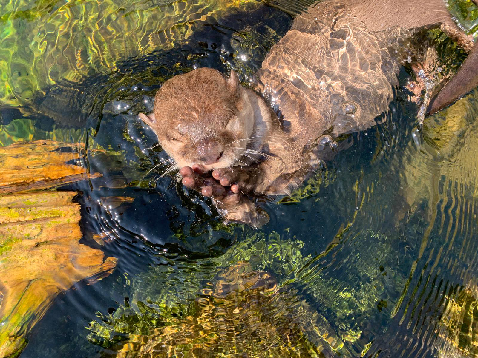 Otter In Water 