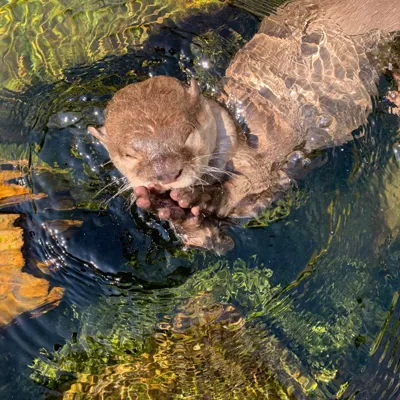 Otter In Water