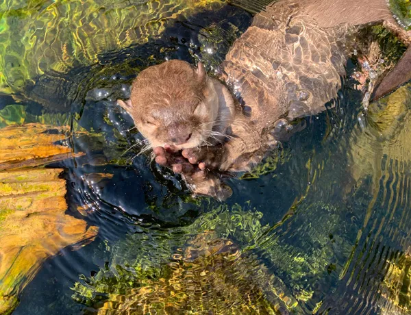 Otter In Water