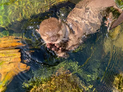 Otter In Water