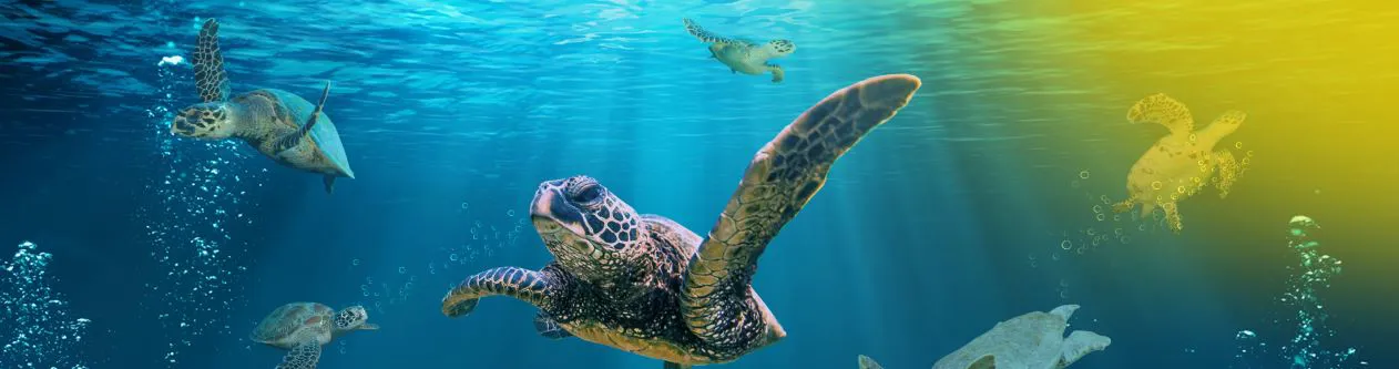 Turtle Rescue Header