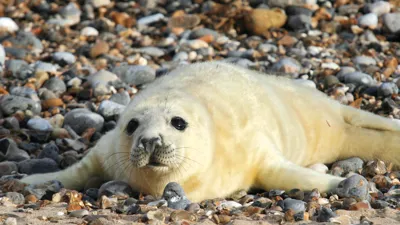 White Seal