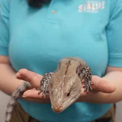 Monkey Tailed Skink