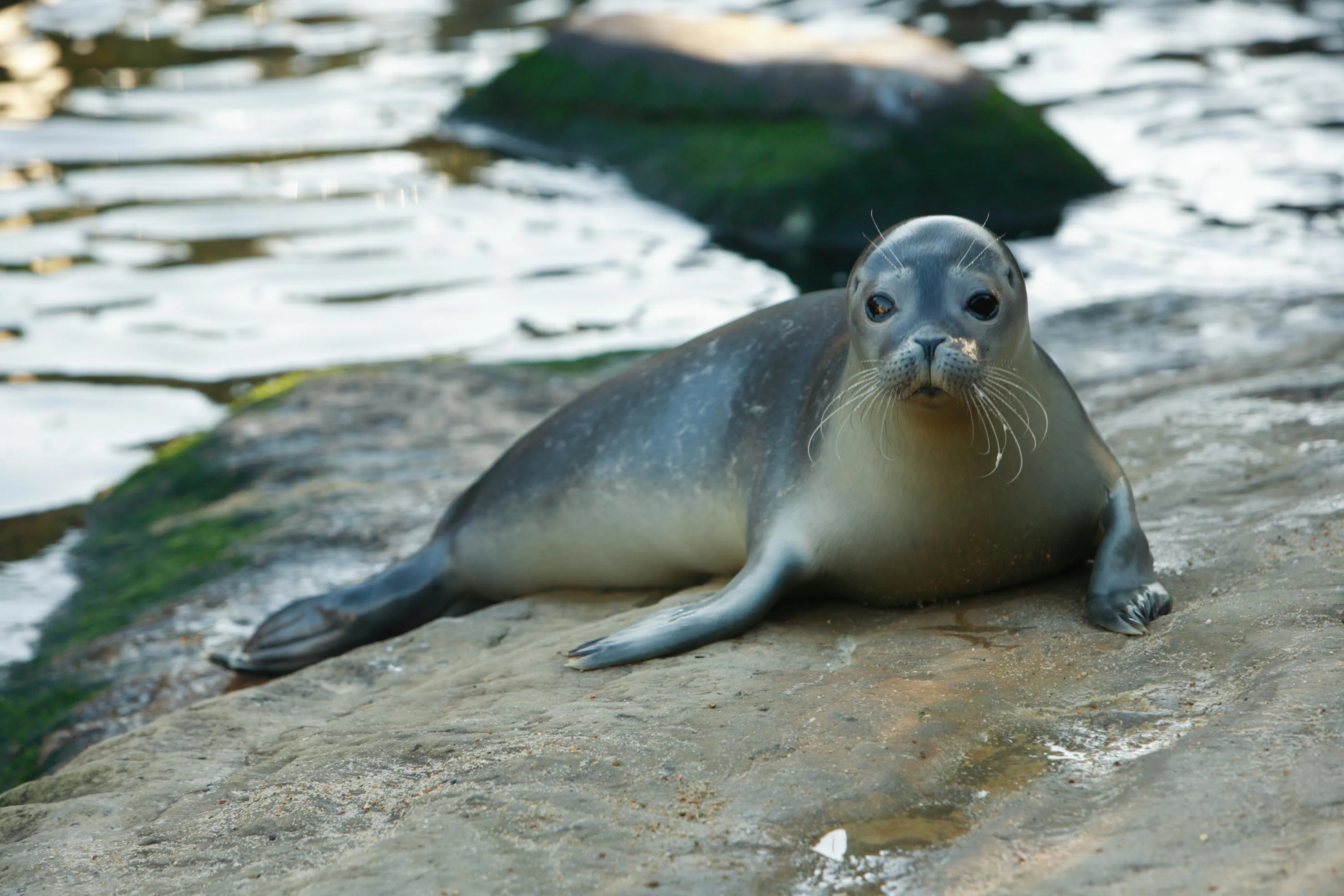 Seal Laying Down