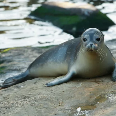 Seal Laying Down