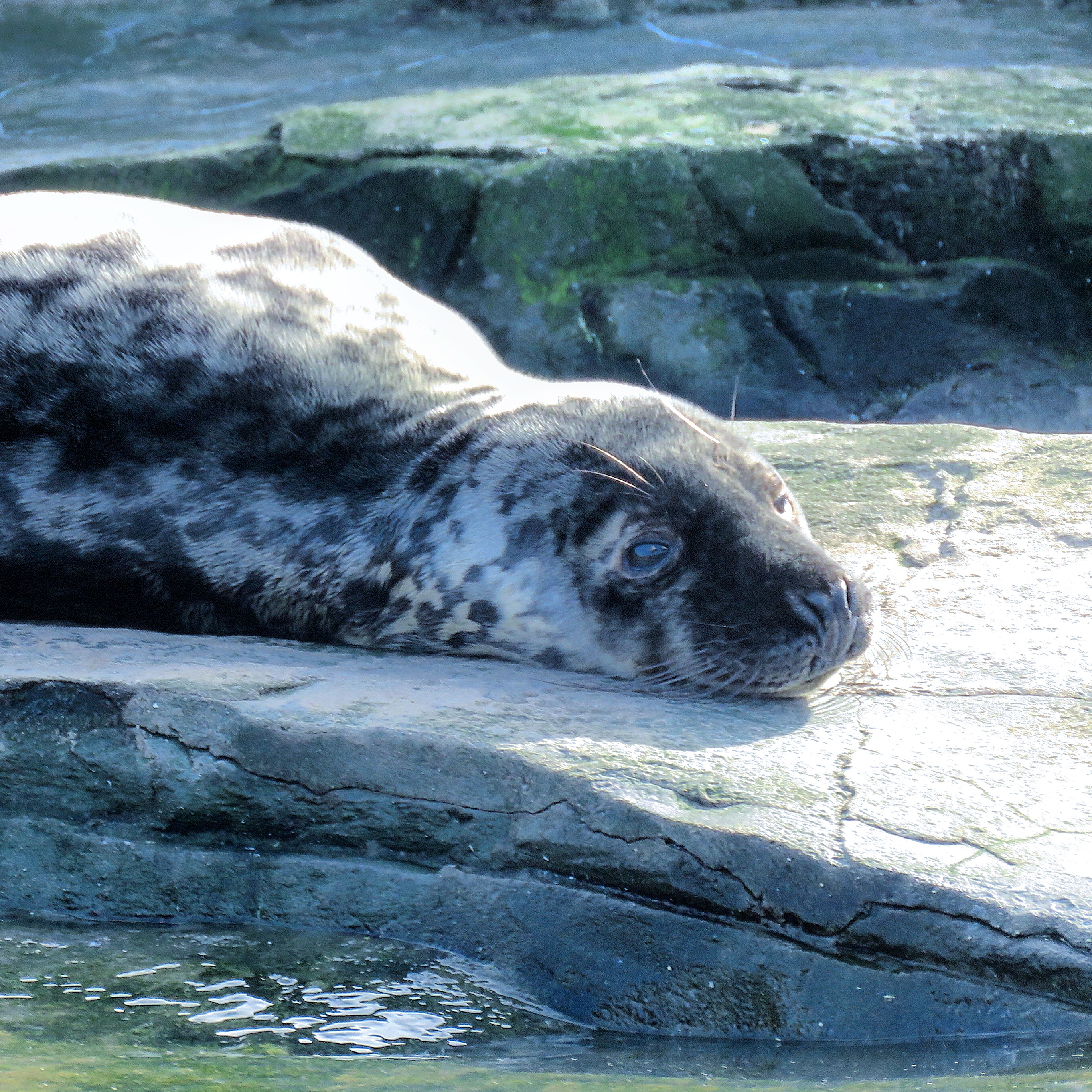 Seal laying down SEA LIFE