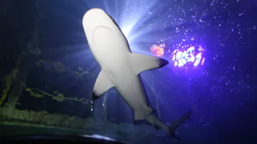 Sharks