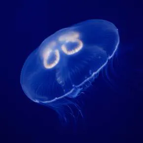 Moon Jellyfish