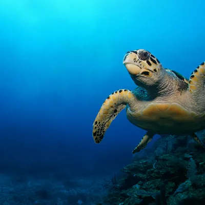 Green Sea Turtle