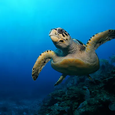 Green Sea Turtle