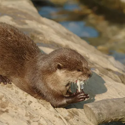 Asian Short Clawed Otter