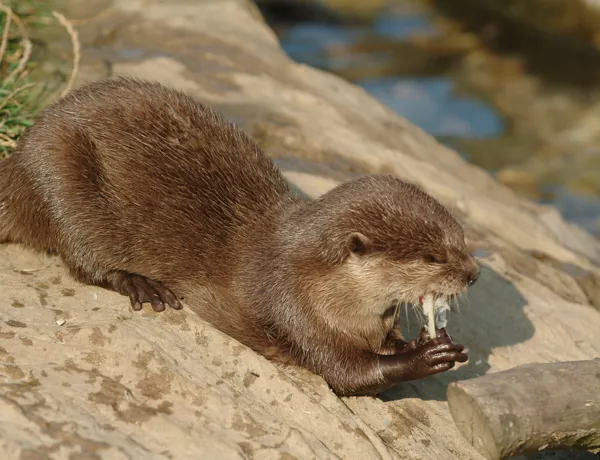 Asian Short Clawed Otter