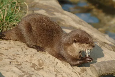 Asian Short Clawed Otter