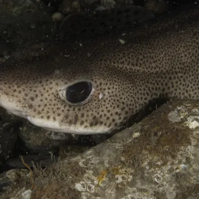 Bull Huss Shark