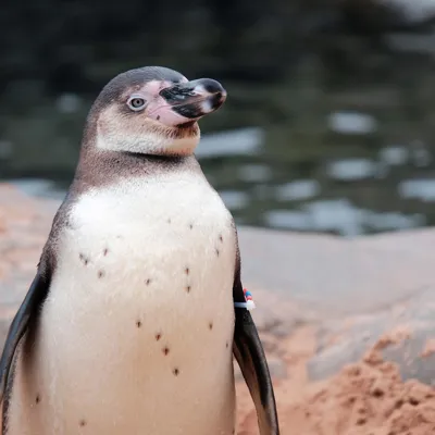 Humboldt Penguin