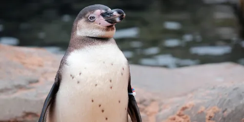 Humboldt Penguin