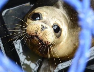 Seal Rescue at SEA LIFE Scarborough Seal Hospital