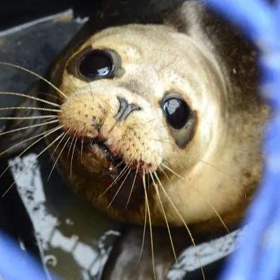 Seal Rescue at SEA LIFE Scarborough Seal Hospital
